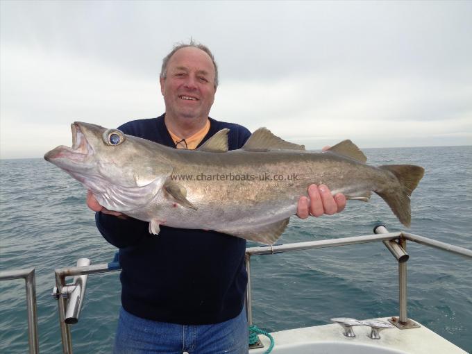 11 lb 8 oz Pollock by Unknown