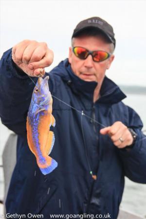 1 lb Cuckoo Wrasse by Daz