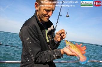 1 lb Cuckoo Wrasse by Cards