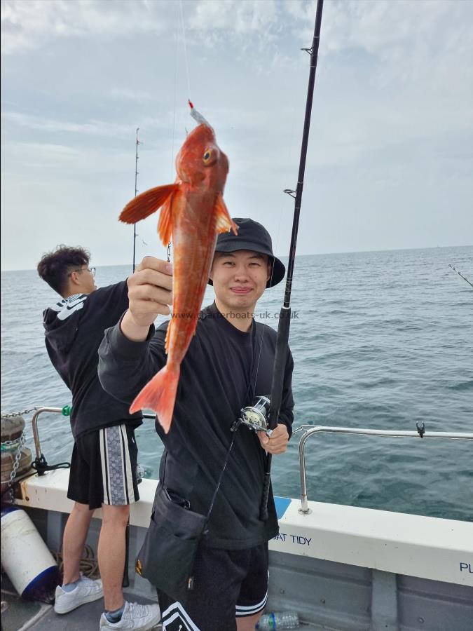 1 lb 6 oz Red Gurnard by Unknown