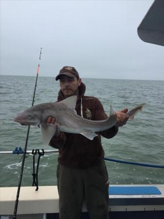 15 lb Starry Smooth-hound by Craig outram