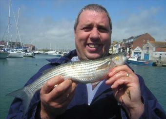 1 lb 8 oz Golden Grey Mullet by Peter Gillett