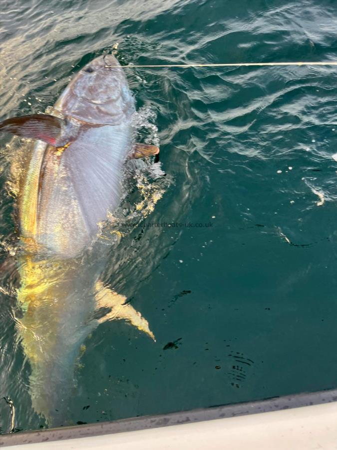 600 lb Bluefin Tuna by Unknown