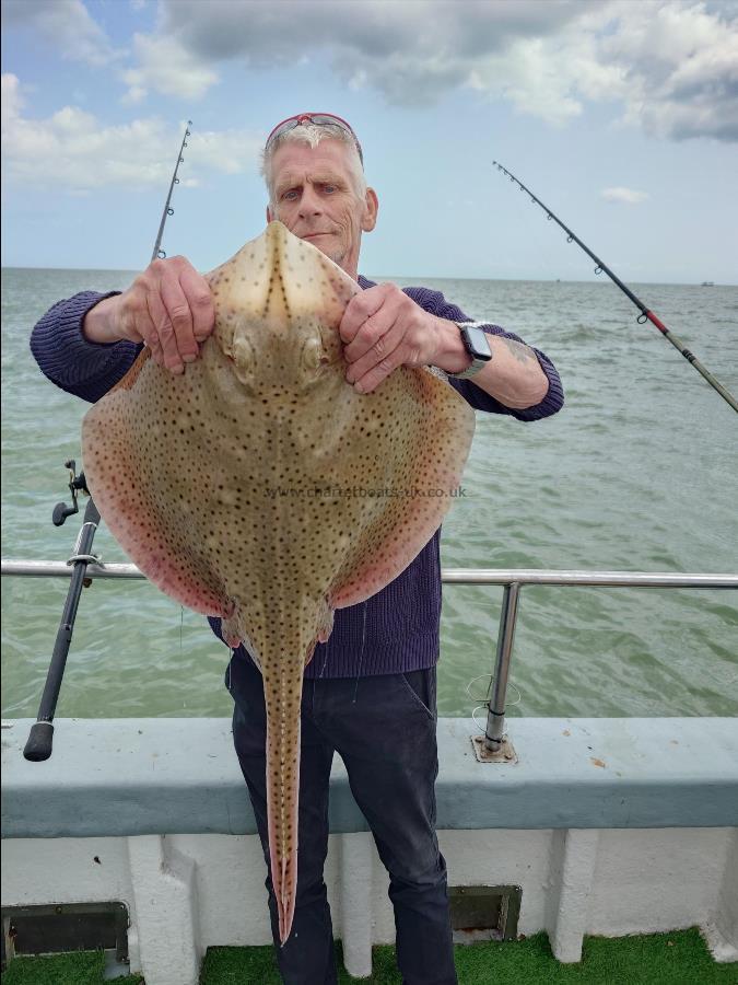 18 lb Blonde Ray by Stuart