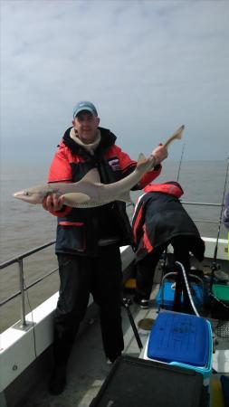 15 lb Starry Smooth-hound by len