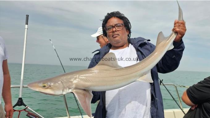 16 lb 2 oz Smooth-hound (Common) by Jude