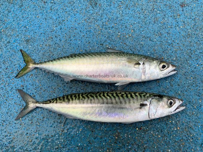 1 lb Atlantic Chubb Mackerel by Kevin McKie