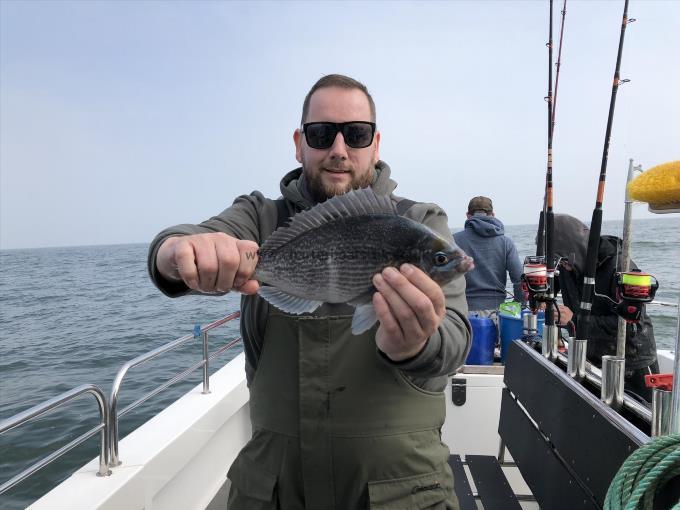 2 lb 10 oz Black Sea Bream by Unknown