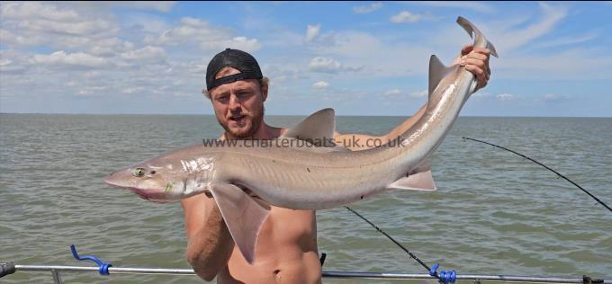 18 lb 8 oz Starry Smooth-hound by George