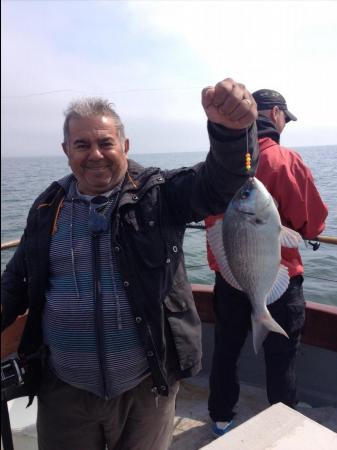 3 lb 8 oz Black Sea Bream by Sergio's Dad