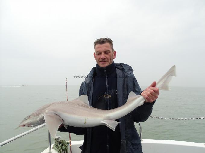 2 oz Smooth-hound by Unknown