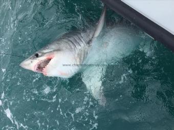 460 lb Porbeagle by Shaun Collins-Lindsay