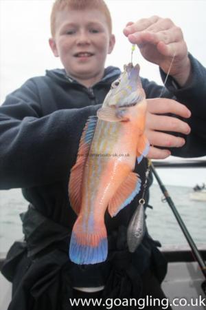 1 lb Cuckoo Wrasse by Ryan