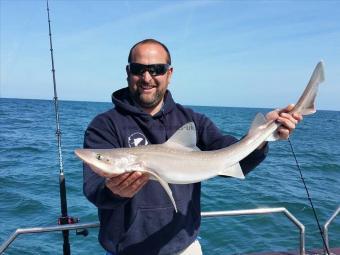7 lb Smooth-hound by Sam