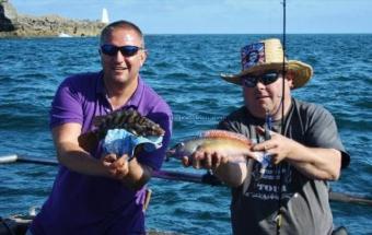 1 lb 8 oz Cuckoo Wrasse by Unknown