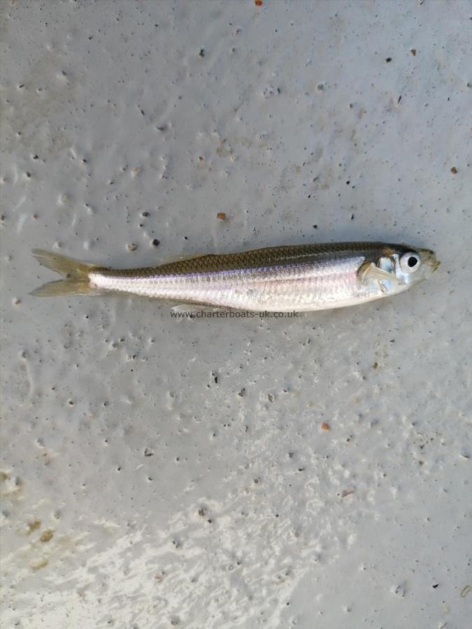 4 oz Smelt by Unknown