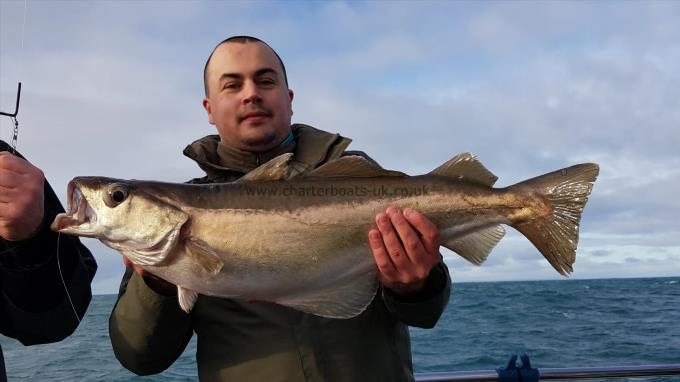 8 lb 6 oz Pollock by Mike