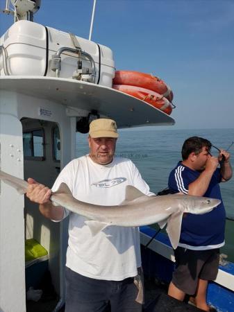 11 lb 2 oz Smooth-hound by Steve Hayes