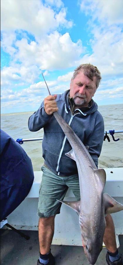 15 lb 2 oz Smooth-hound by Dave