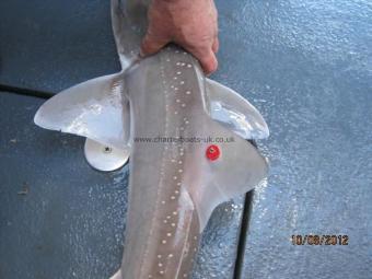 8 lb Starry Smooth-hound by Unknown