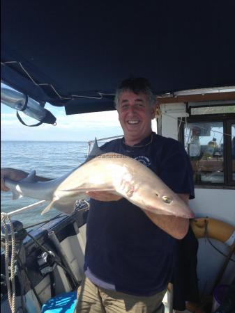 16 lb 4 oz Smooth-hound by Unknown