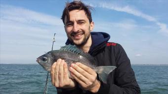 1 lb 8 oz Black Sea Bream by Unknown