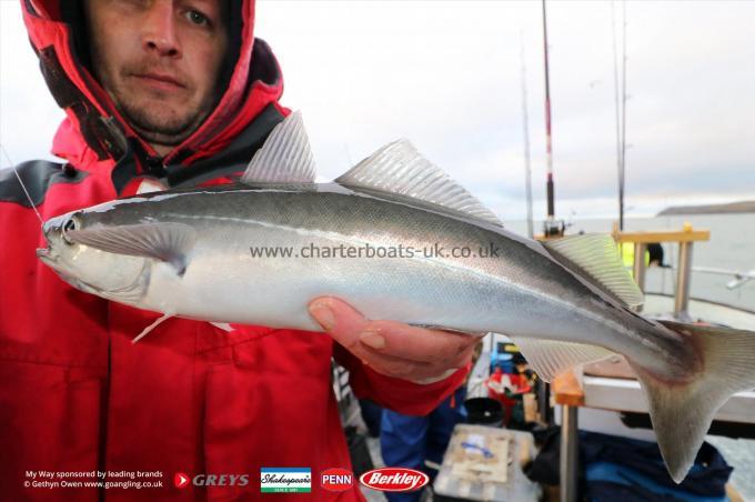 2 lb Coalfish (Coley/Saithe) by Mark
