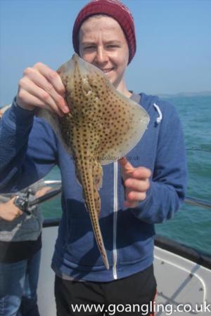1 lb Spotted Ray by Unknown