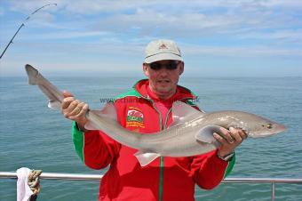 12 lb Starry Smooth-hound by Gary