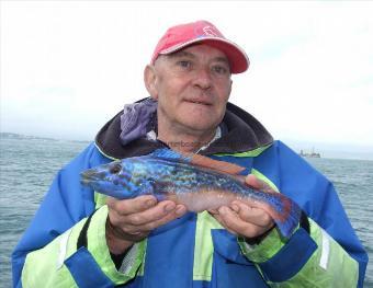 1 lb Cuckoo Wrasse by Dodgey David Barton