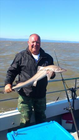 11 lb 8 oz Starry Smooth-hound by dave keel, met police