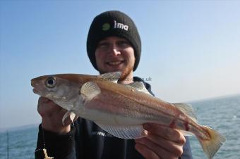 1 lb Whiting by Ross