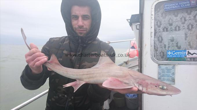 4 lb 7 oz Smooth-hound (Common) by Leroy from Bulgaria