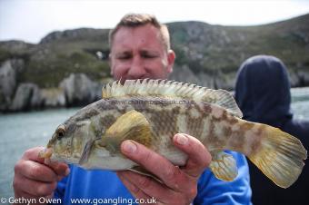 2 lb Ballan Wrasse by Tojo