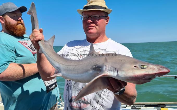14 lb 8 oz Starry Smooth-hound by Unknown