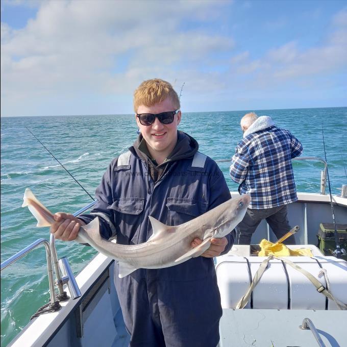 6 lb Starry Smooth-hound by Unknown