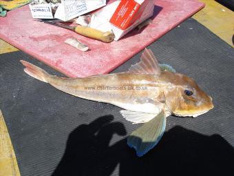 2 lb Tub Gurnard by Unknown