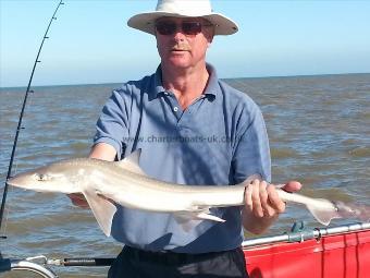 5 lb Starry Smooth-hound by jeff ball