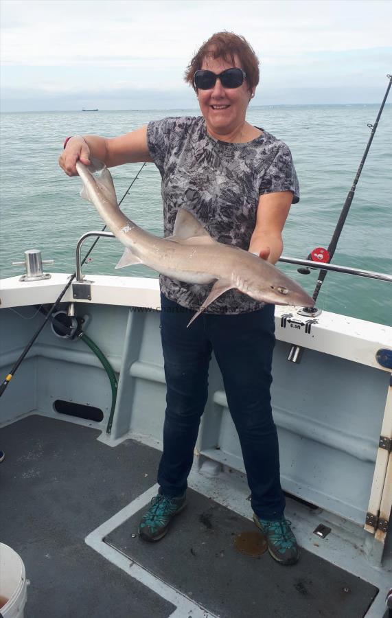 8 lb 8 oz Smooth-hound (Common) by Jane