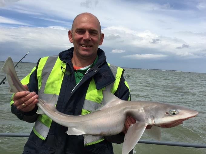 10 lb Starry Smooth-hound by Unknown