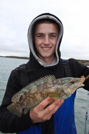 2 lb Ballan Wrasse by Shaun