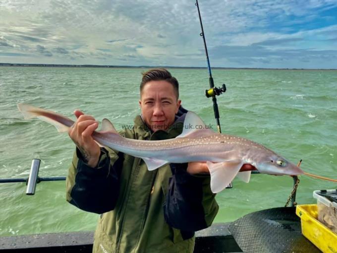 4 lb Smooth-hound (Common) by Unknown