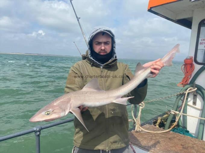 7 lb Smooth-hound (Common) by Unknown