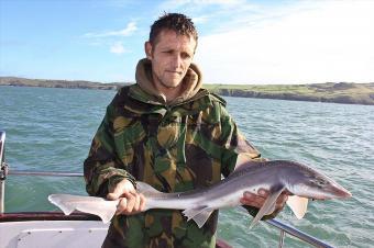 6 lb Starry Smooth-hound by Caradog