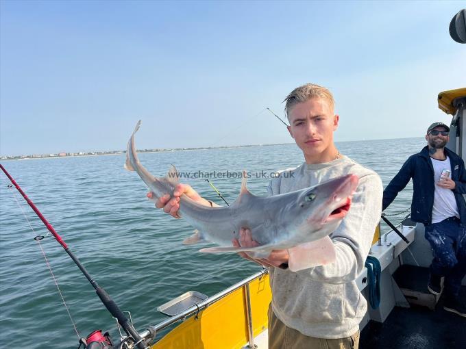 7 lb 10 oz Smooth-hound by Unknown