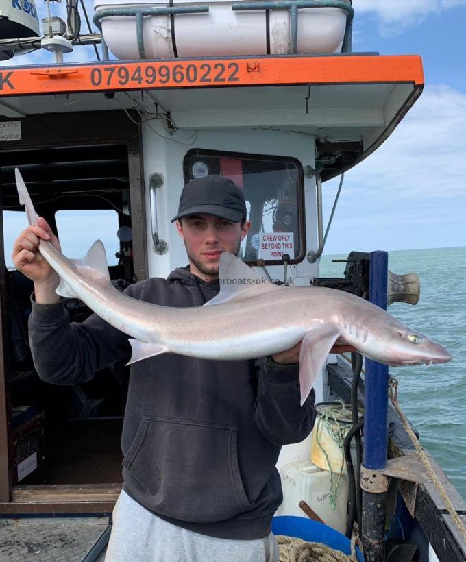 12 lb Smooth-hound (Common) by Unknown