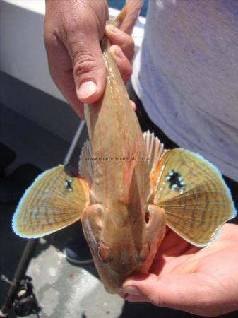 12 oz Sapphirine Gurnard by Gordon Richards