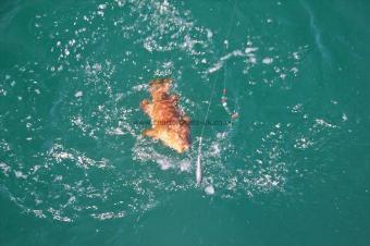 1 lb 8 oz Ballan Wrasse by Dave