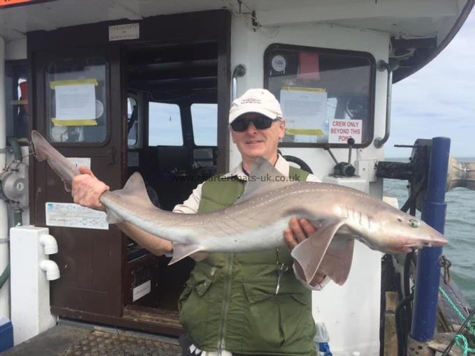 14 lb Smooth-hound (Common) by Unknown