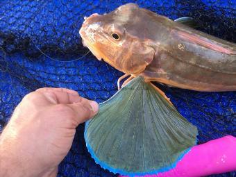 4 lb 2 oz Tub Gurnard by Steve